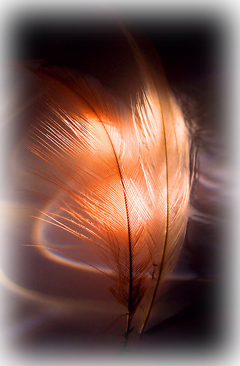 Feathers Dance by Aspects of MK