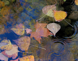 Leaves in a Fountain by Alix King
